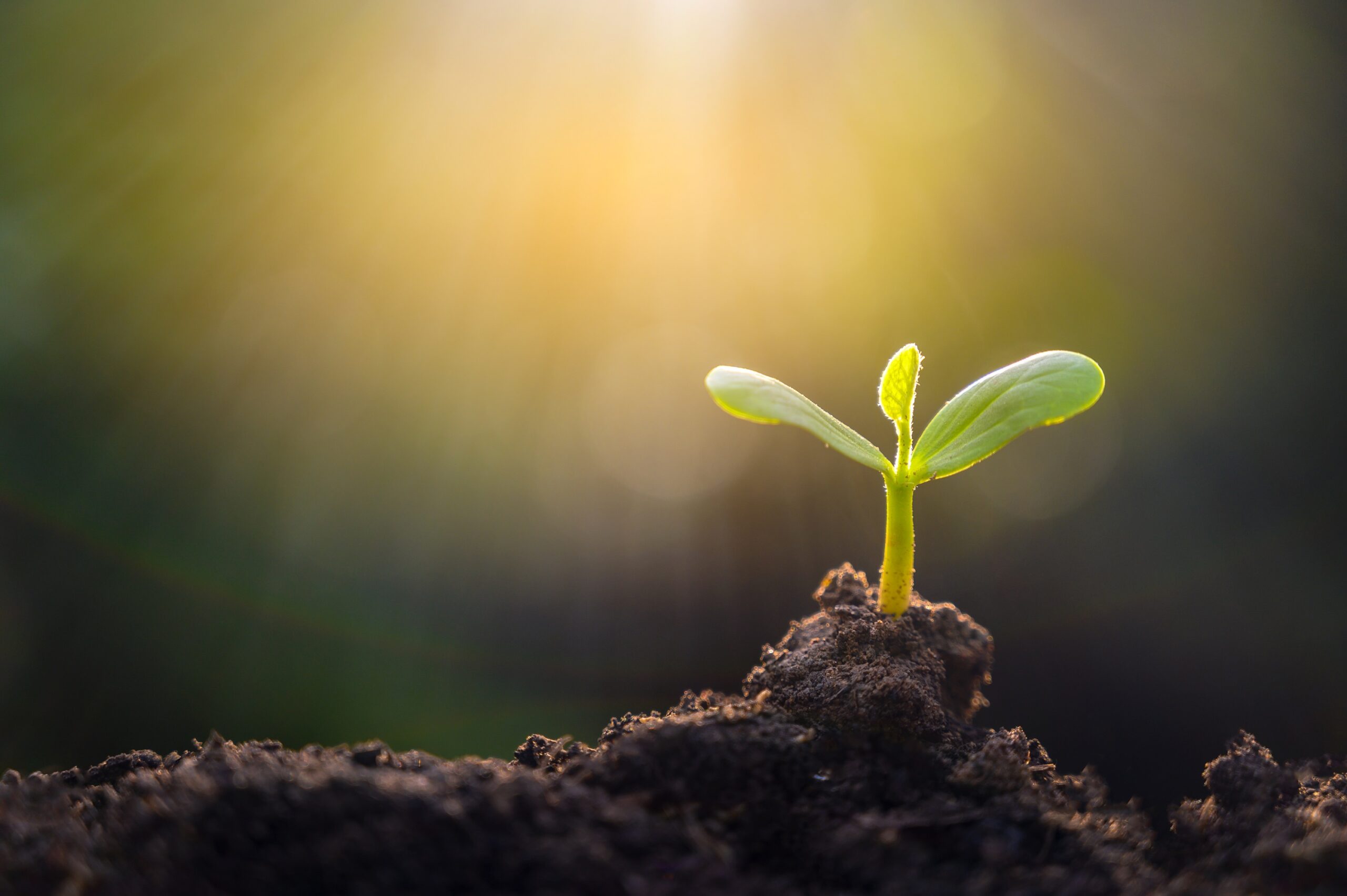 planting-seedlings-young-plant-in-the-morning-light-on-nature-background-5