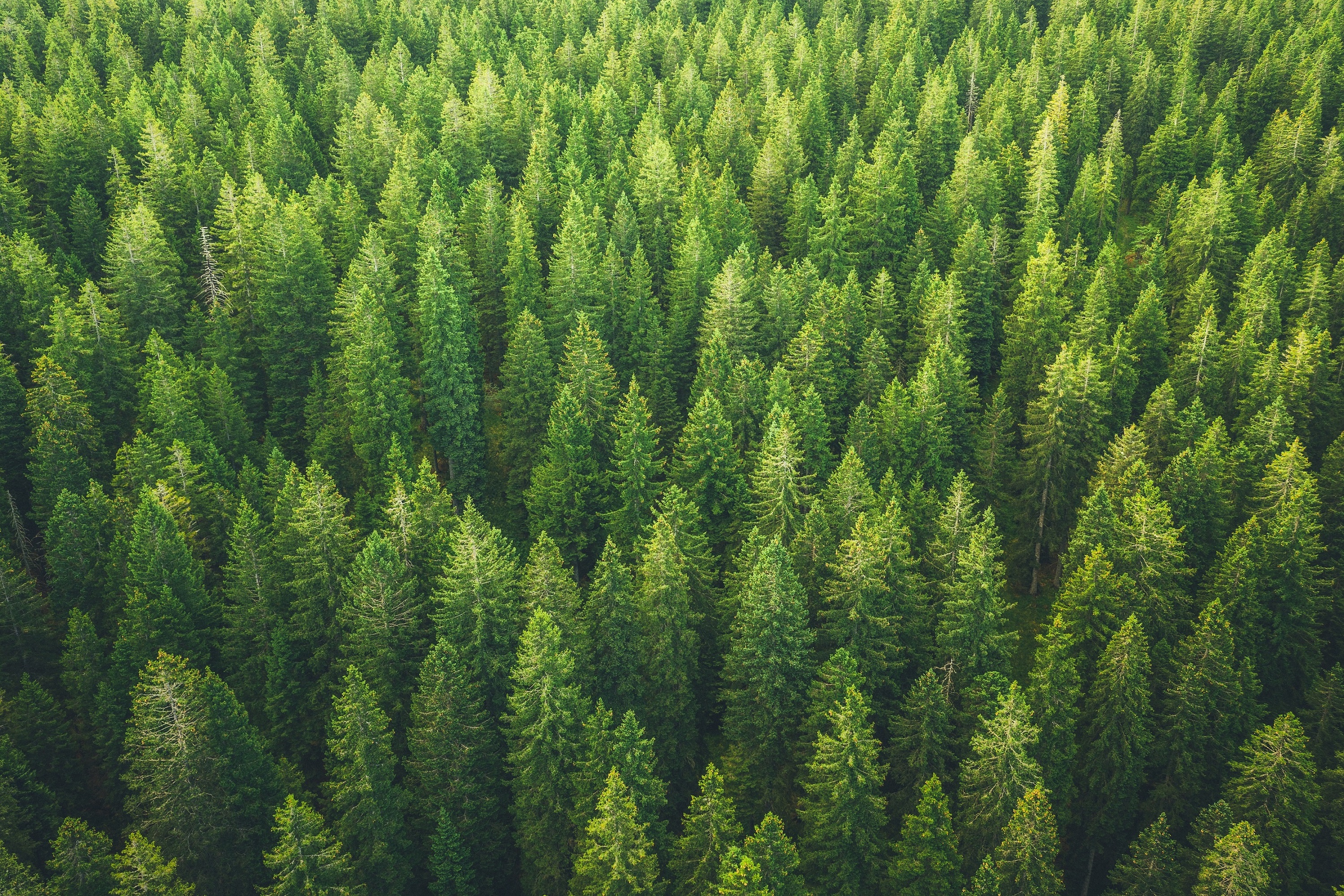 Green Forest