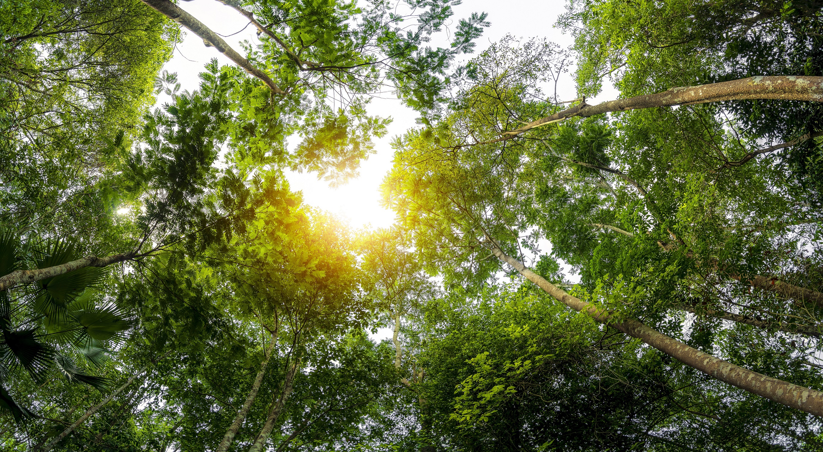 concept-of-earth-protection-day-or-environmental-protection-hands-to-protect-the-growing-forest