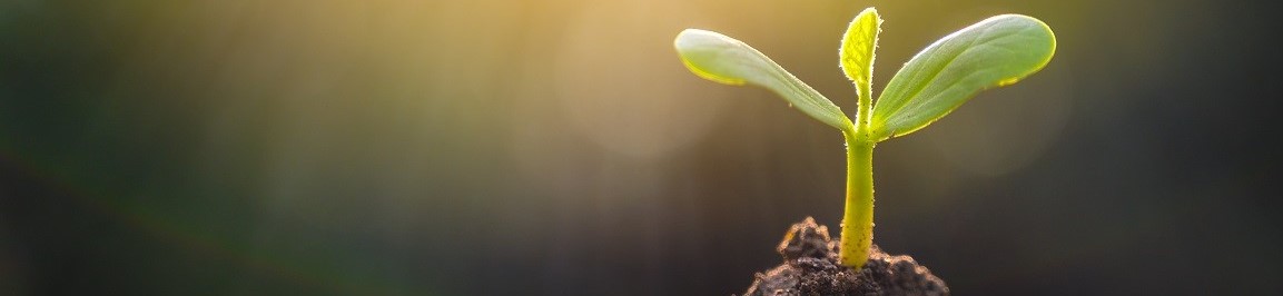 Planting seedlings young plant in the morning light on nature background