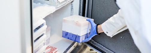 Scientist putting samples in a laboratory freezer
